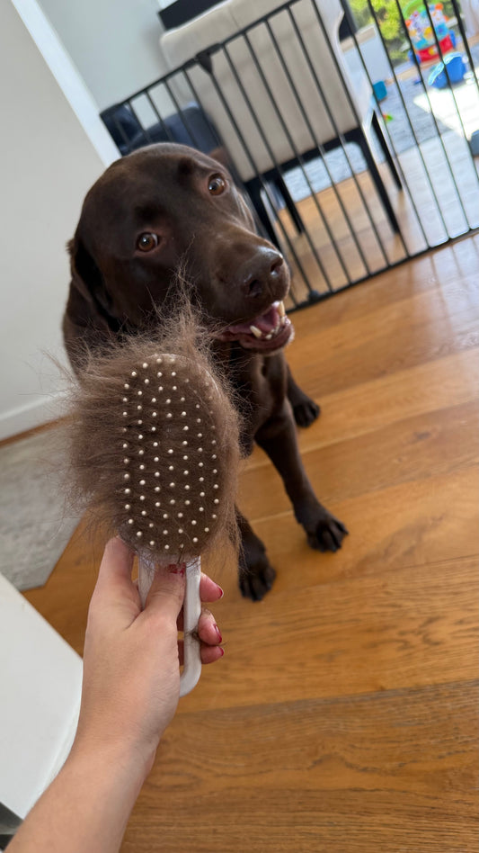 3‑in‑1 Dog Grooming Brush: Reduce Shedding, Soothe Anxiety & Keep Your Pup Fresh