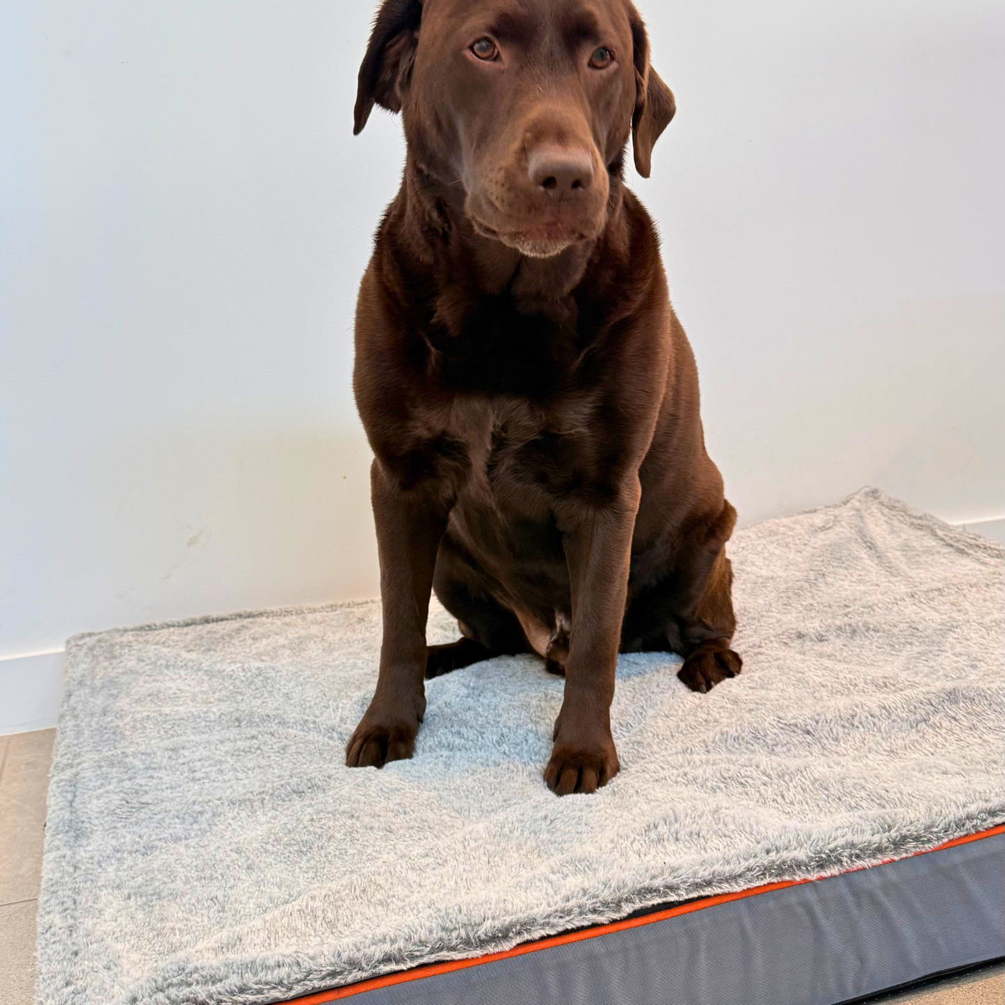 Orthopedic Dog Bed
