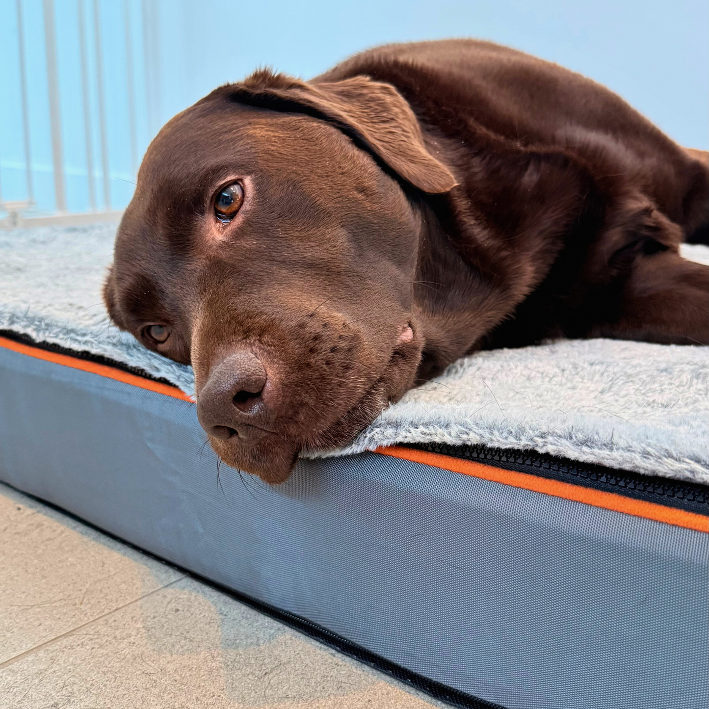 Orthopedic Dog Bed