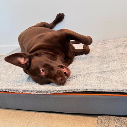 Orthopedic Dog Bed