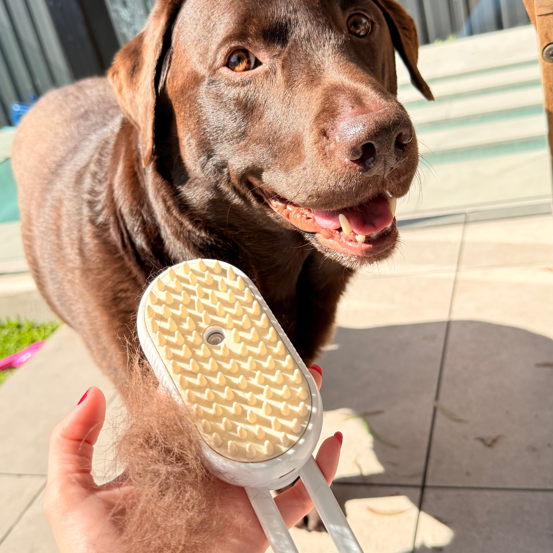 Chocolate Labrador retriever being groomed with a brush held by a person outdoors.