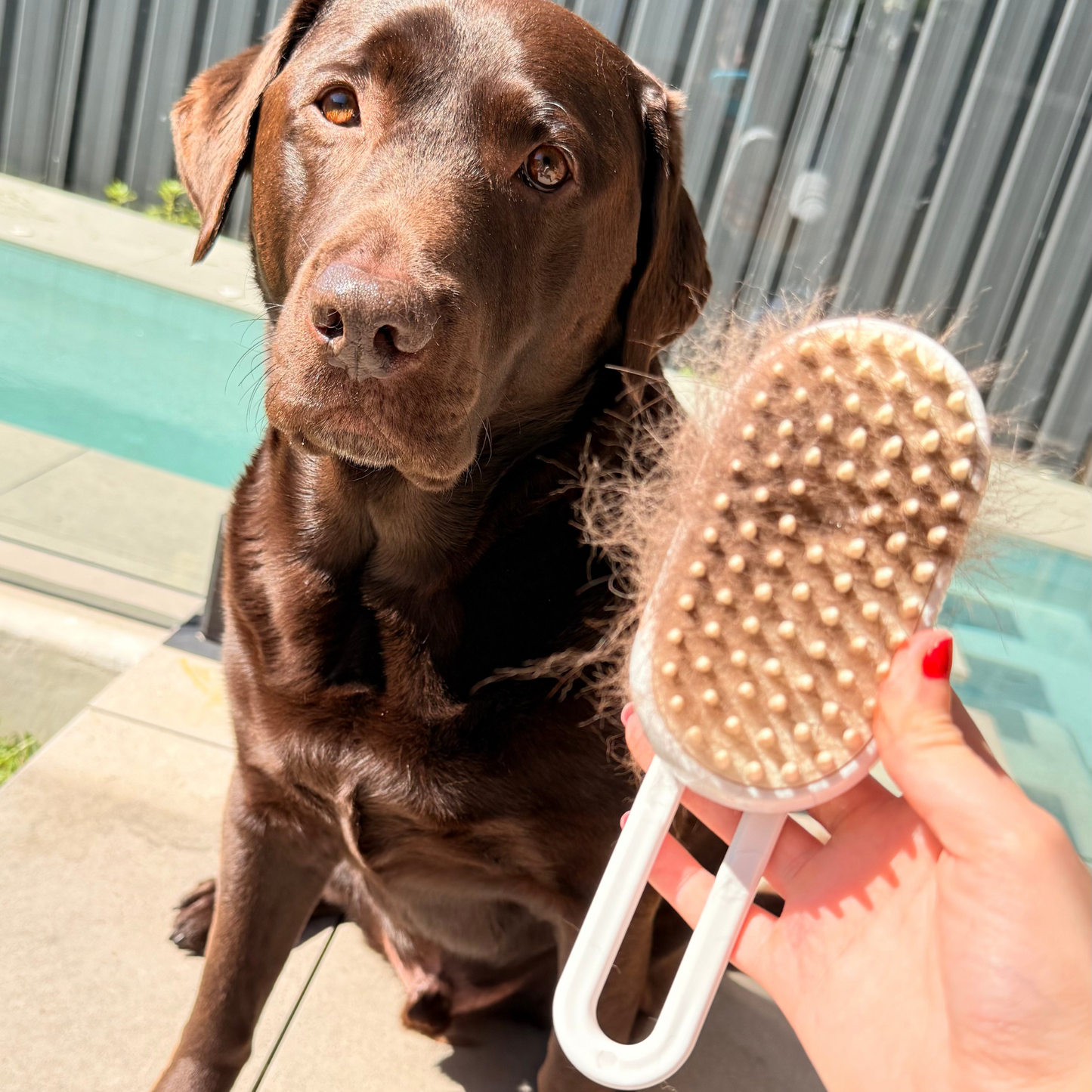 Chocolate Labrador retriever being groomed with a brush held by a person outdoors.