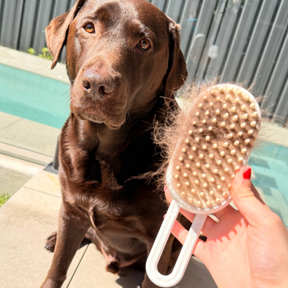 Chocolate Labrador retriever being groomed with a brush held by a person outdoors.