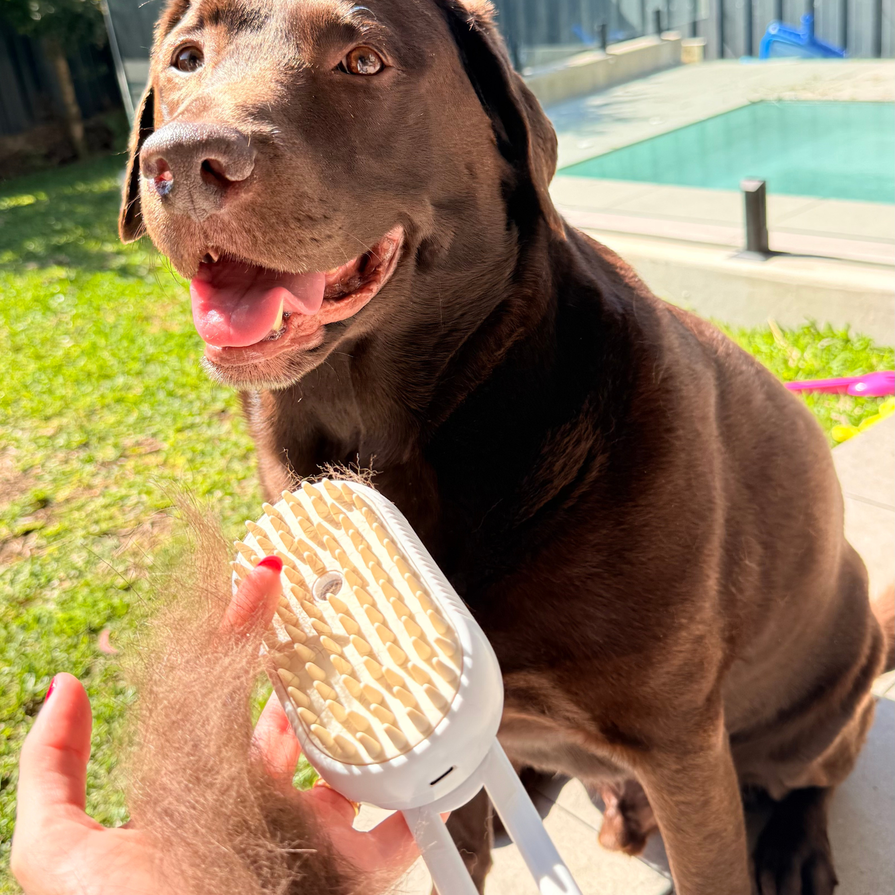 Brown dog holding a pet grooming brush outdoors