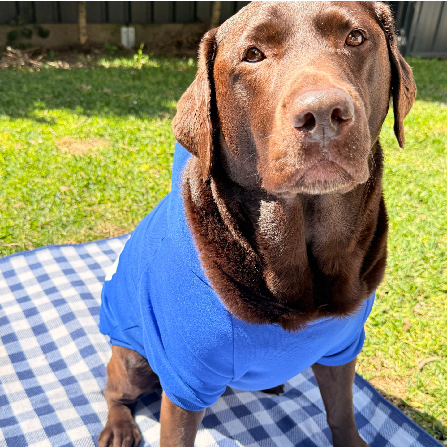 Brown dog wearing a blue shirt sitting on a checkered blanket outdoors.