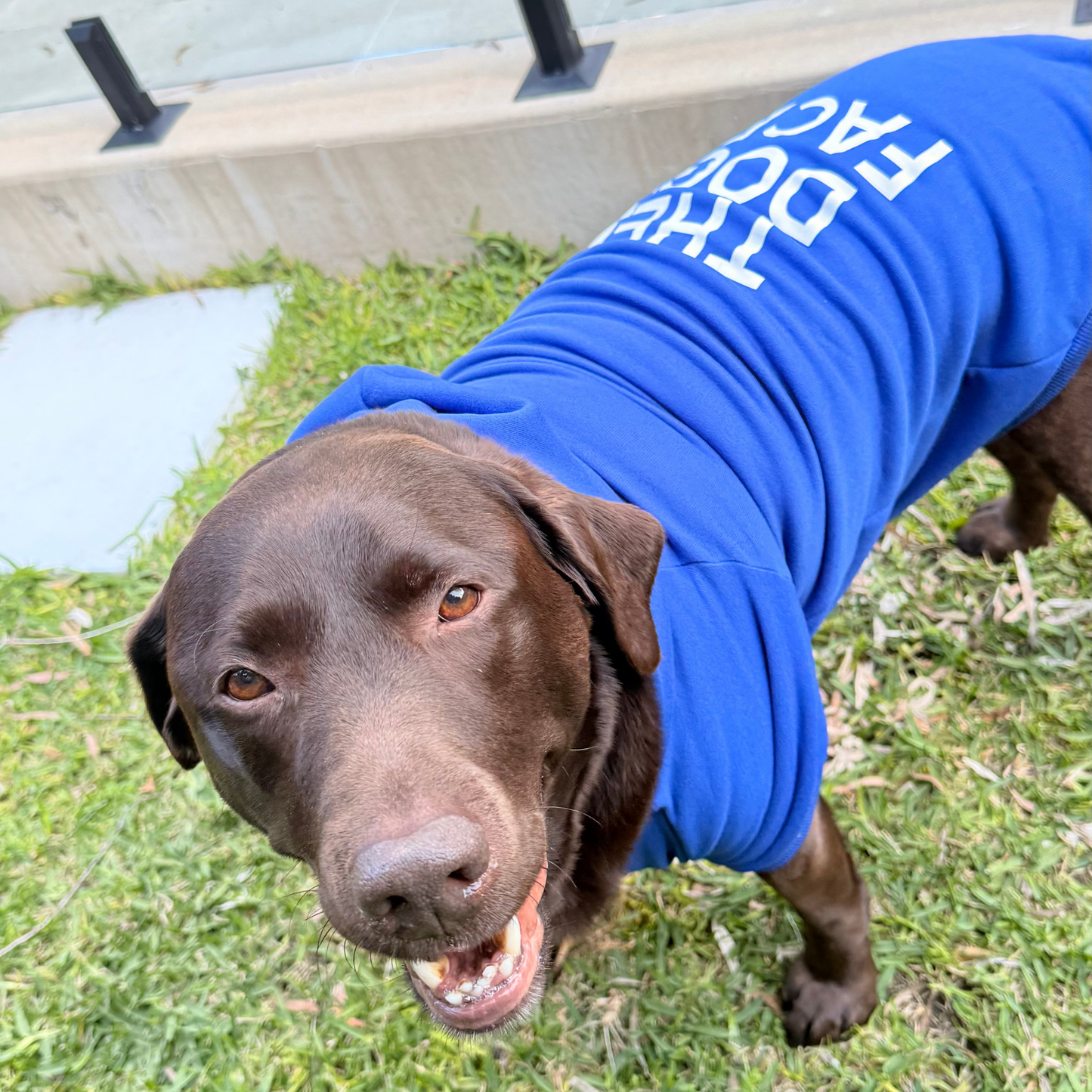 Dog Hoodie – Soft, Warm & Stylish