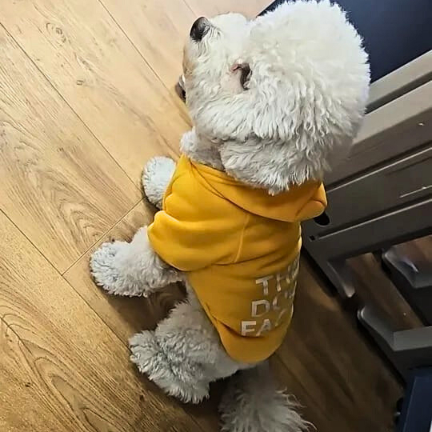 Dog Hoodie – Soft, Warm & Stylish