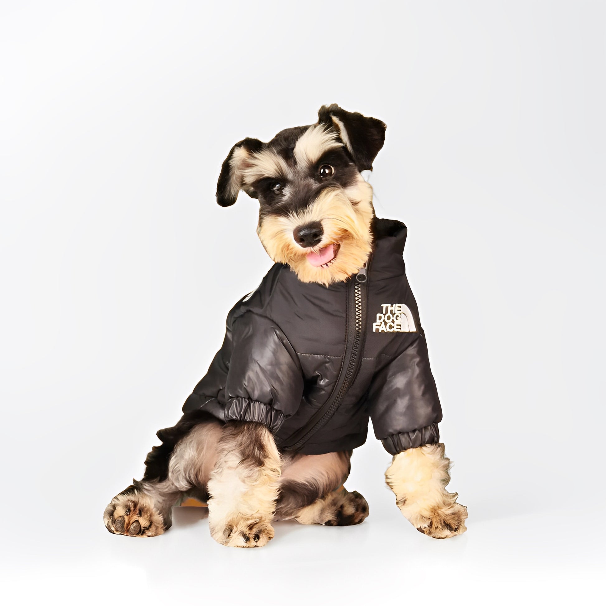 small dog wearing warm dog puffer jacket outdoors
