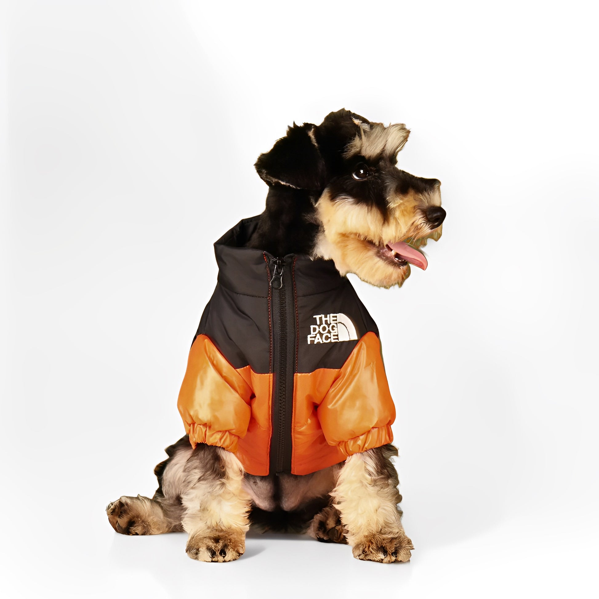 windproof and insulated dog jacket for winter walks