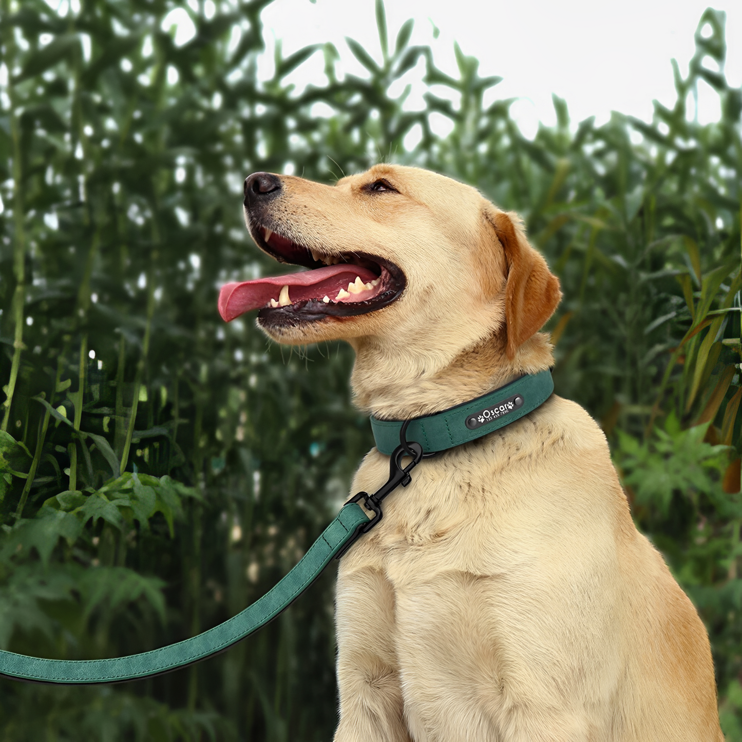 Dog wearing personalized leather collar and leash set