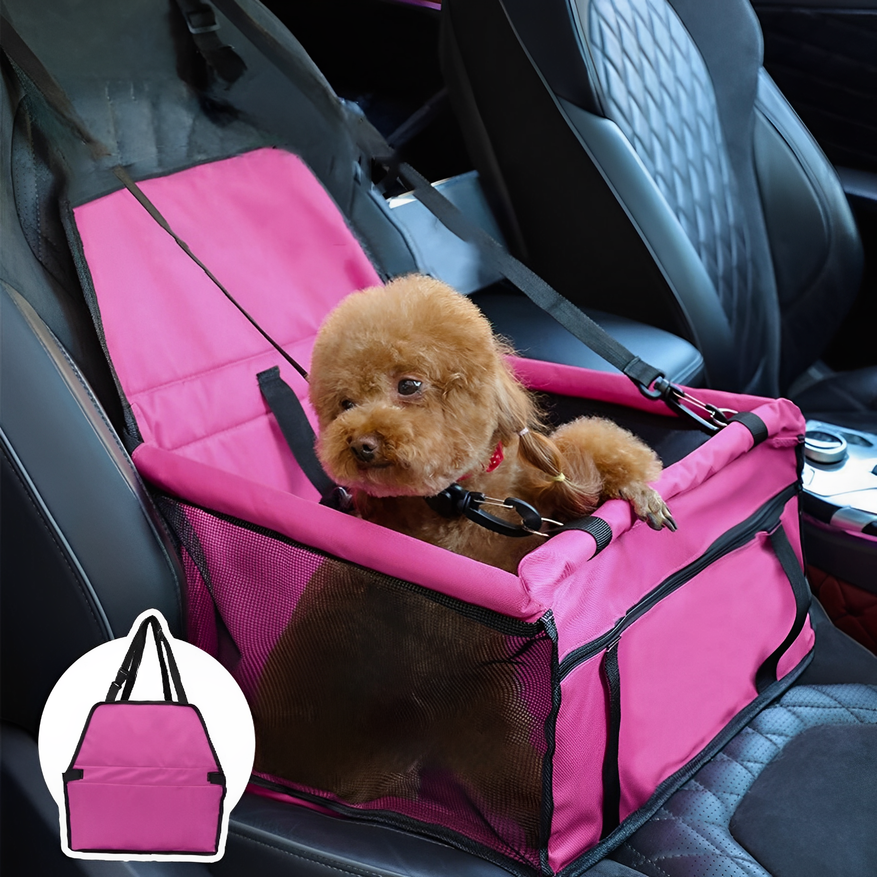 Small dog in foldable car booster seat