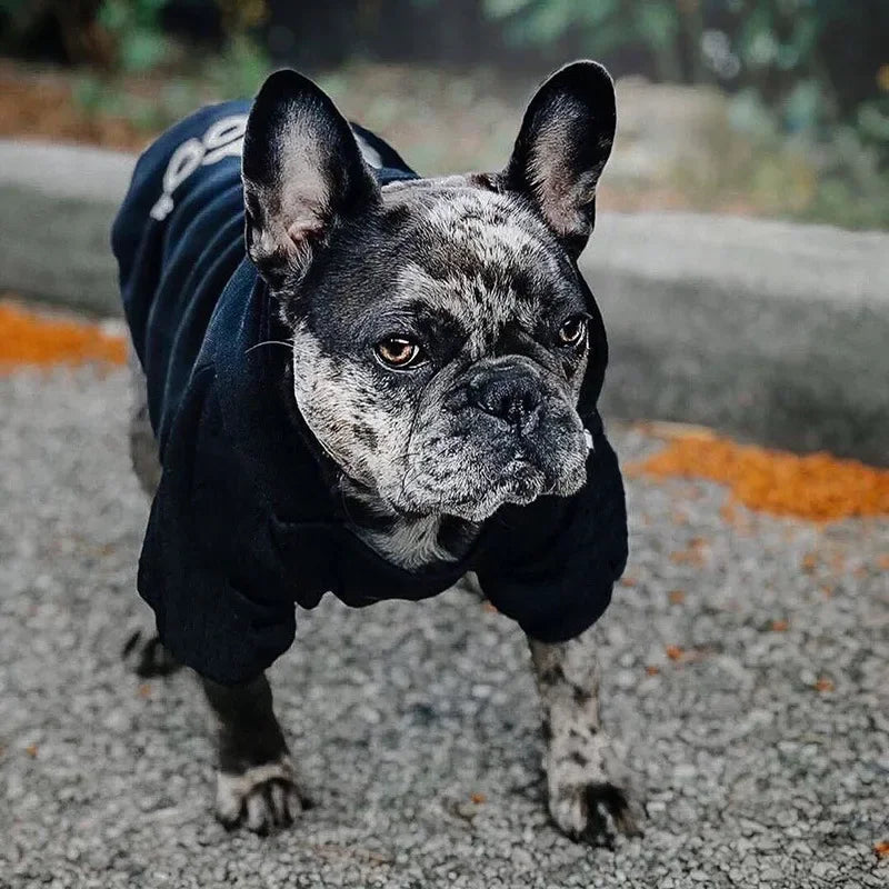 Dog wearing a black coat standing on a road with a blurred background