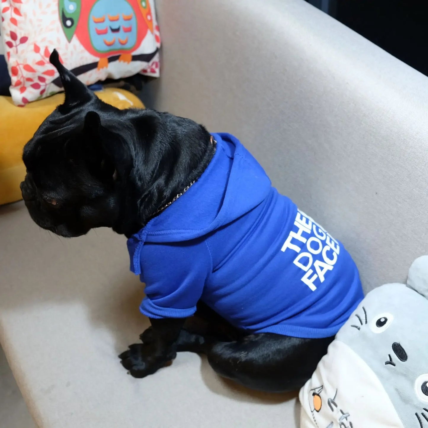 Black dog wearing a blue hoodie with text, sitting on a couch.