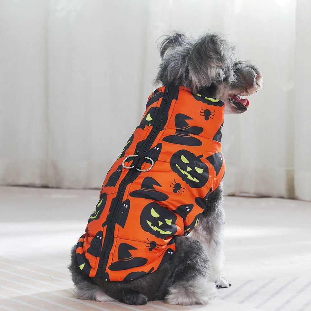 Dog wearing an orange Halloween-themed coat with black witch hats and jack-o'-lanterns on a light background.