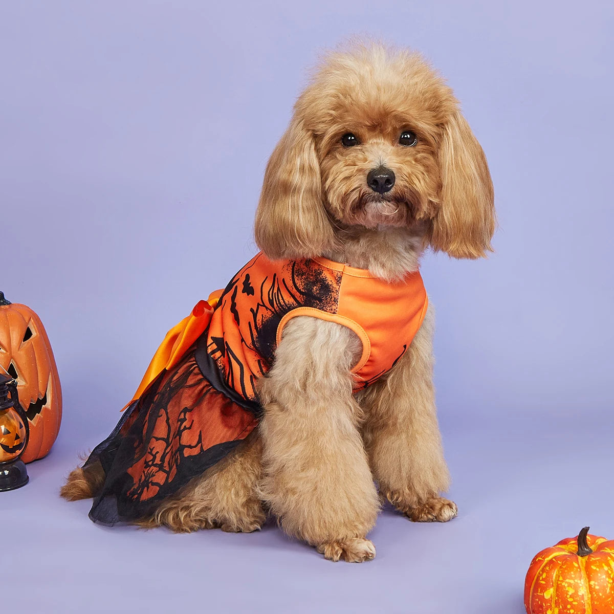 Dog wearing an orange Halloween costume with pumpkins on a purple background