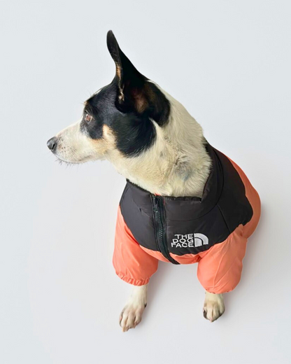 Customer photo – small black and white dog wearing the Barkie Life Winter Dog Puffer Jacket in orange and black, showcasing cozy fit and waterproof design for cold weather walks.
