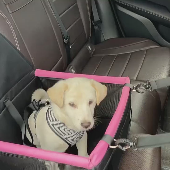 Video demonstrating foldable dog car seat installed in different cars, showing safety straps, breathable mesh sides, and comfortable space for dogs during travel.