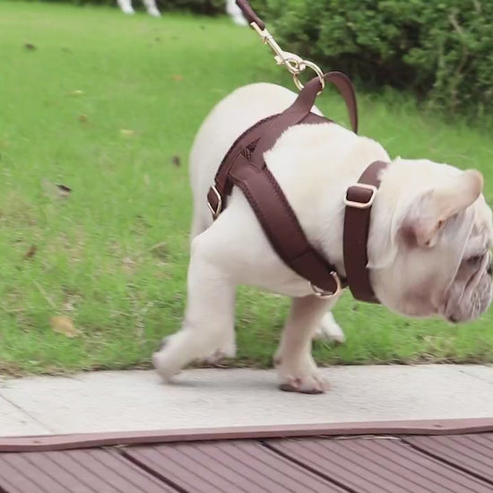 Video of dogs wearing the personalized dog harness with engraved name and phone number, showing adjustable fit, breathable mesh lining, and secure golden buckle for safe and stylish walks.