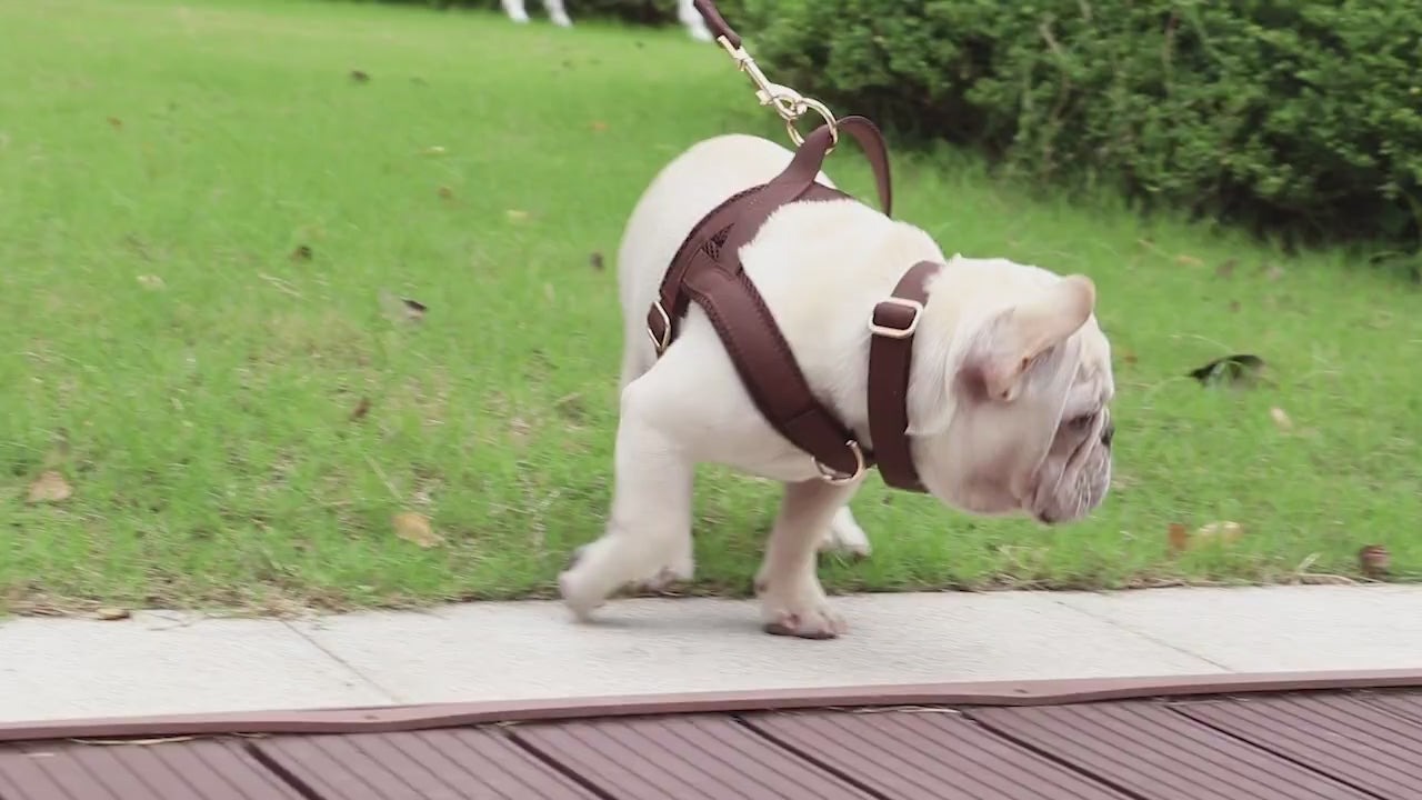 Video of dogs wearing the personalized dog harness with engraved name and phone number, showing adjustable fit, breathable mesh lining, and secure golden buckle for safe and stylish walks.